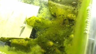 醤油を使ってミジンコの培養中