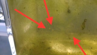 醤油を使ってミジンコの培養中