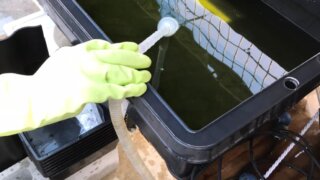 メダカの水換え方法