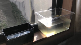 ミジンコの培養の様子