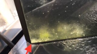 ミジンコの培養の様子
