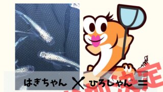 メダカイベント