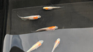 メダカ飼育に エアレーションが必要な場合と 必要ない場合 ひろしゃんのメダカブログ メダカの果てまでイッテq