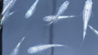 メダカ飼育に エアレーションが必要な場合と 必要ない場合 ひろしゃんのメダカブログ メダカの果てまでイッテq