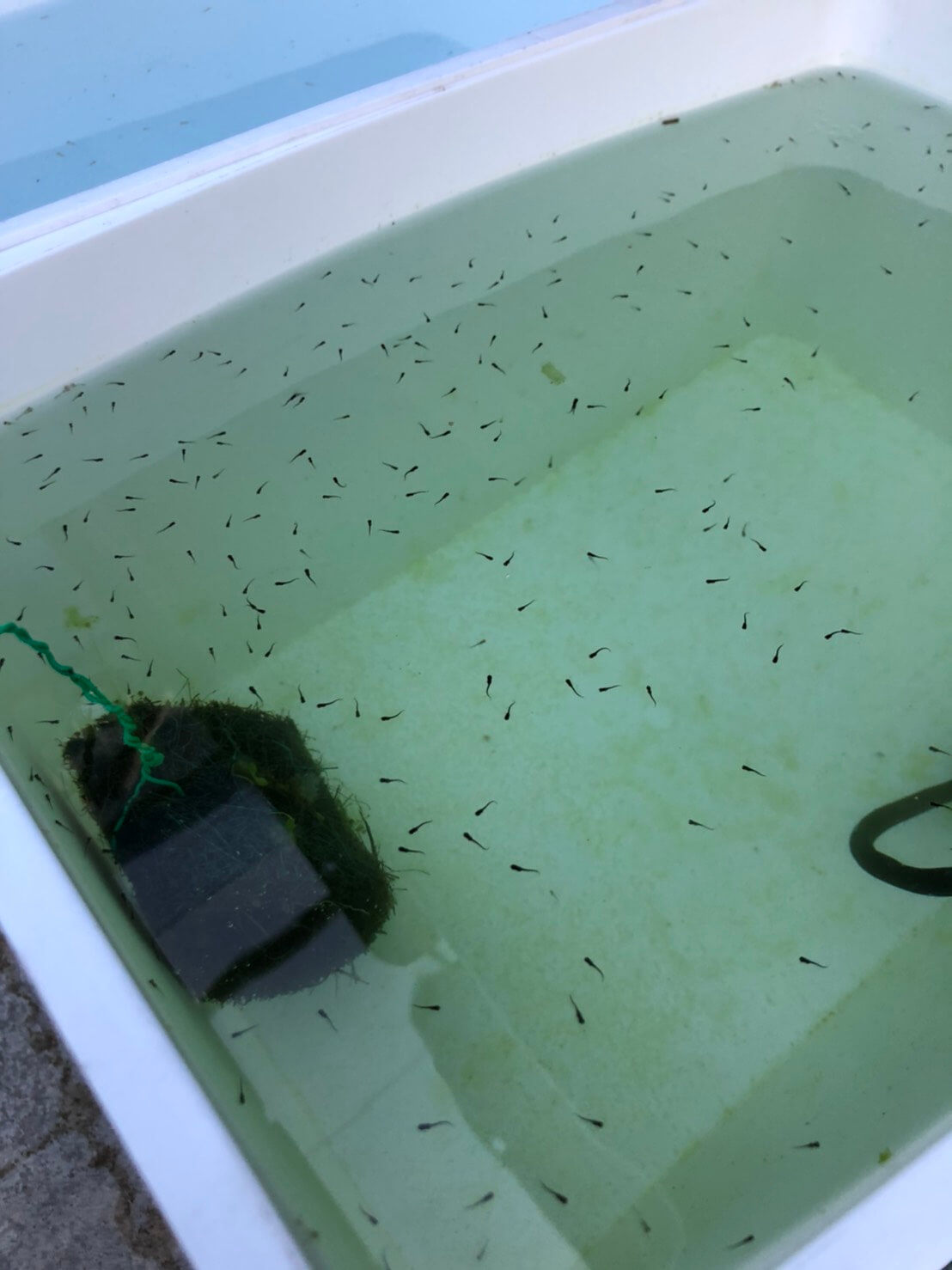 メダカの針子(2021年6月)