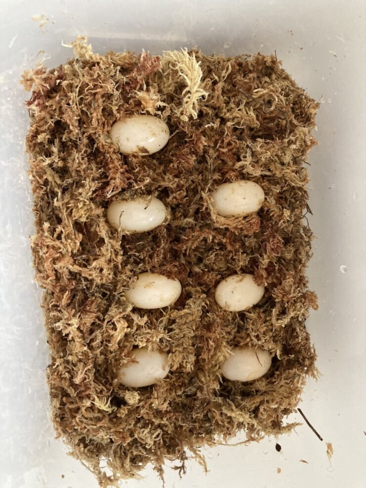 イシガメの卵