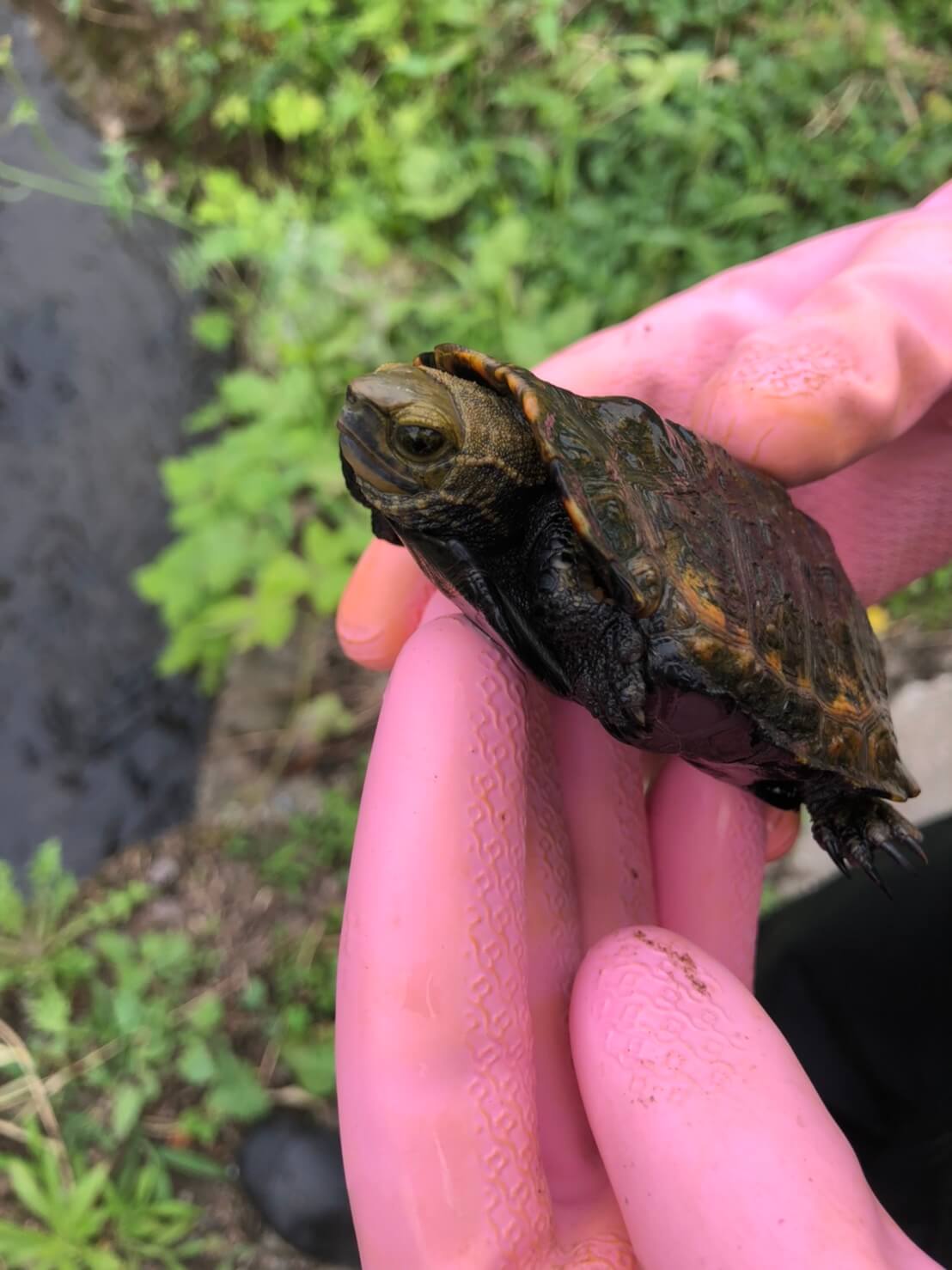 イシガメ探しで またヒット イシガメが生息するポイント分かってきたかも ひろしゃんのメダカブログ メダカの果てまでイッテq