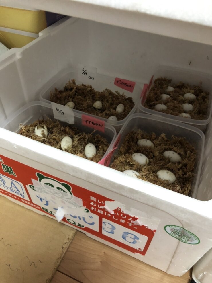イシガメの卵と採卵容器