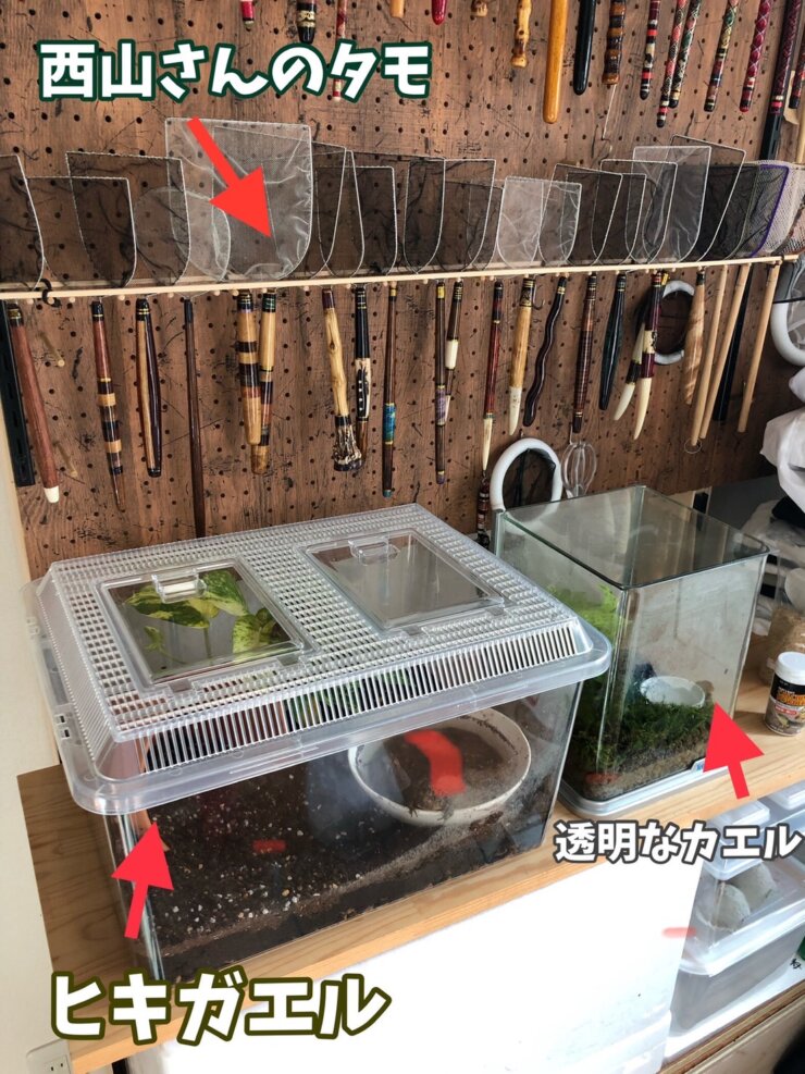 ヒキガエルと、透明なカエルの飼育容器