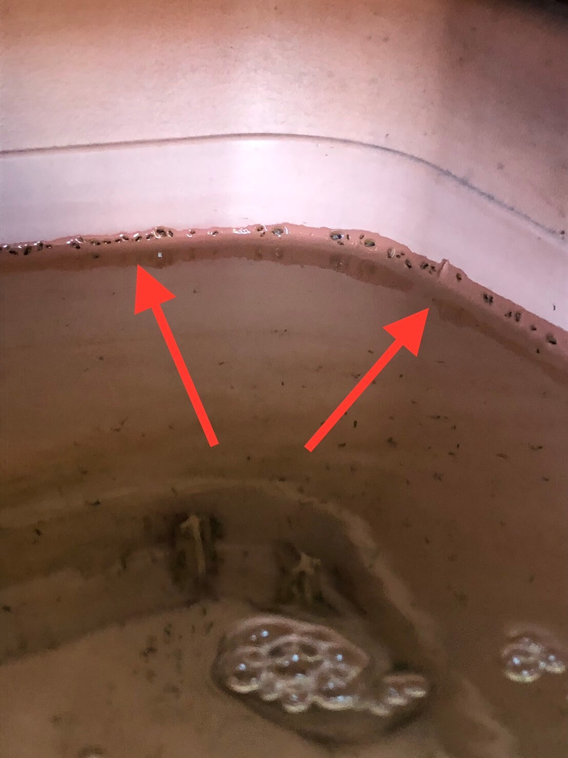 スネール 巻貝 は 駆除しなくてもok メダカと飼育できるけど できない理由とは ひろしゃんのメダカブログ メダカの果てまでイッテq