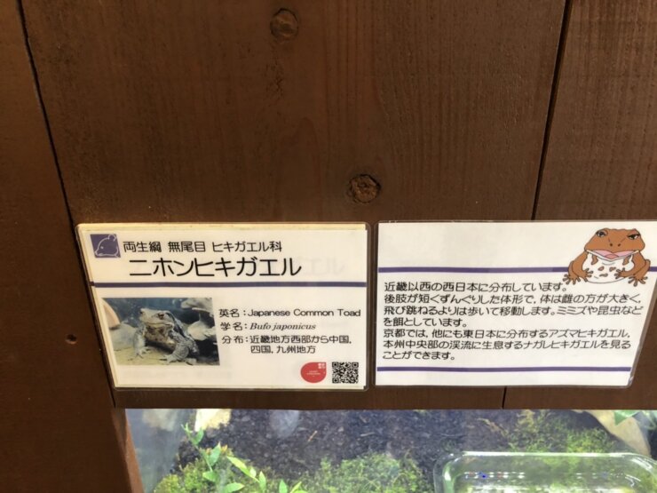 京都動物園の二ホンヒキガエル