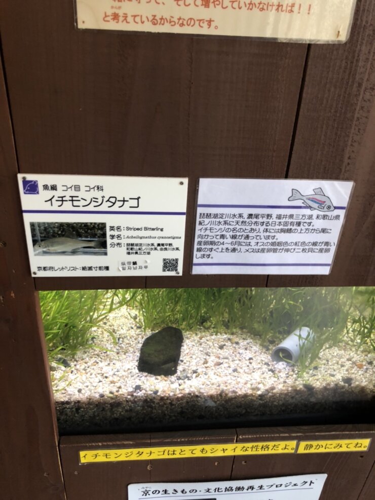 京都動物園のタナゴコーナー