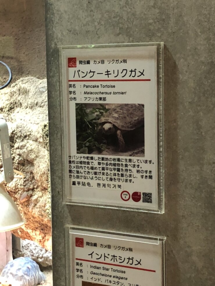 京都動物園のカメ