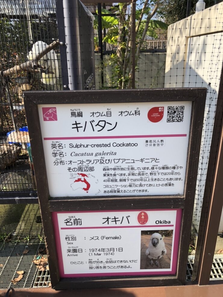 京都動物園のキバタン