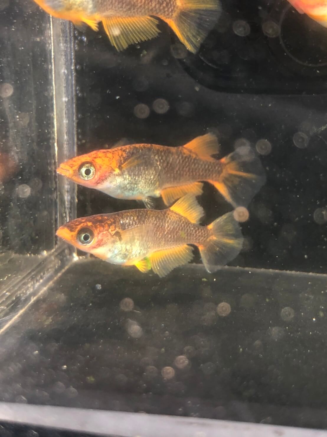 ブラックリム乙姫(2022年4月撮影)