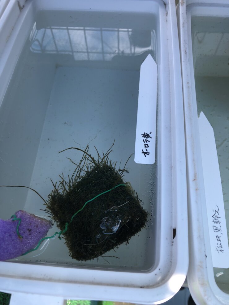 メダカの採卵の様子