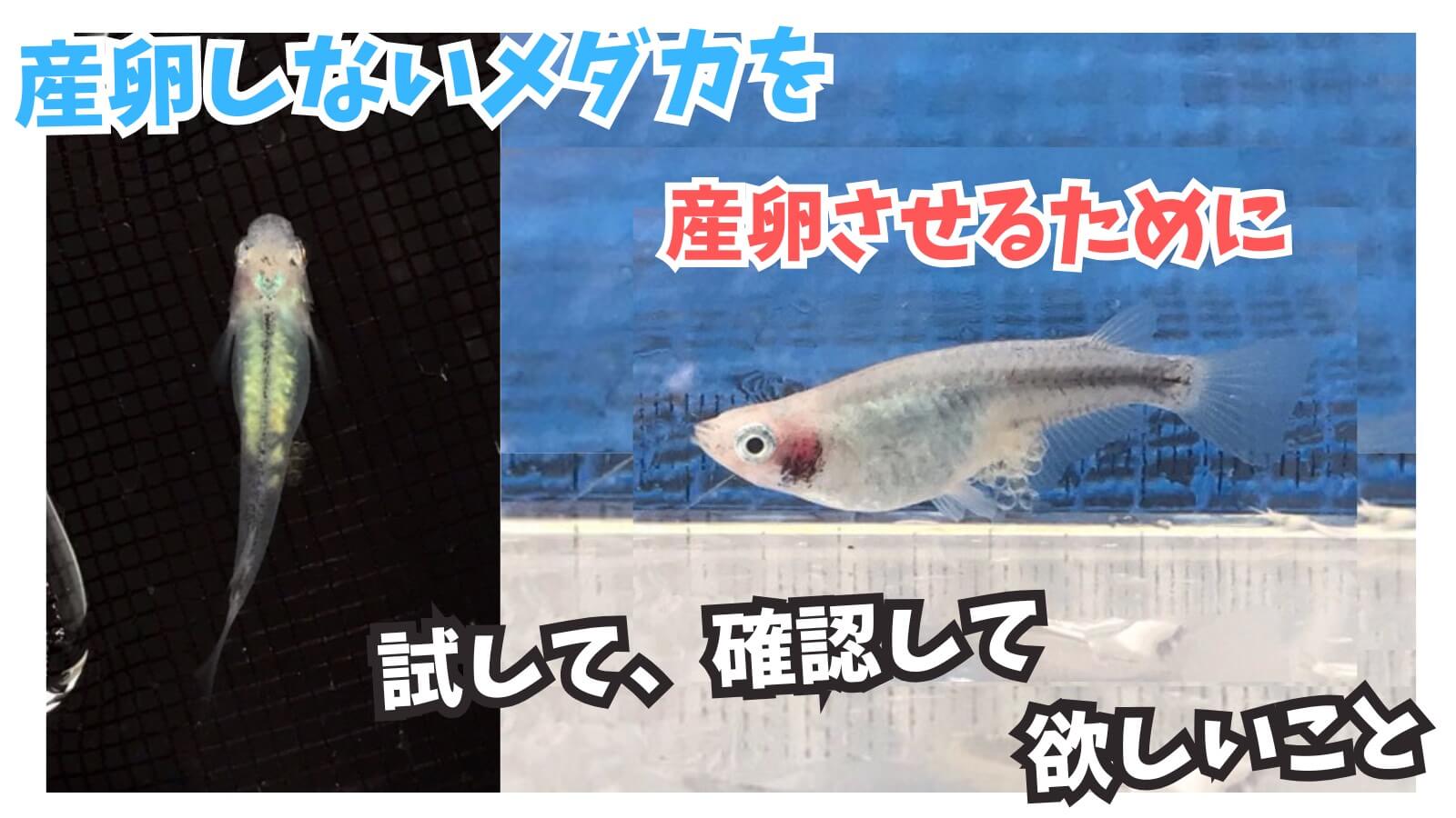 メダカが卵を産まない原因は？産卵させるために試したことのアイキャッチ画像