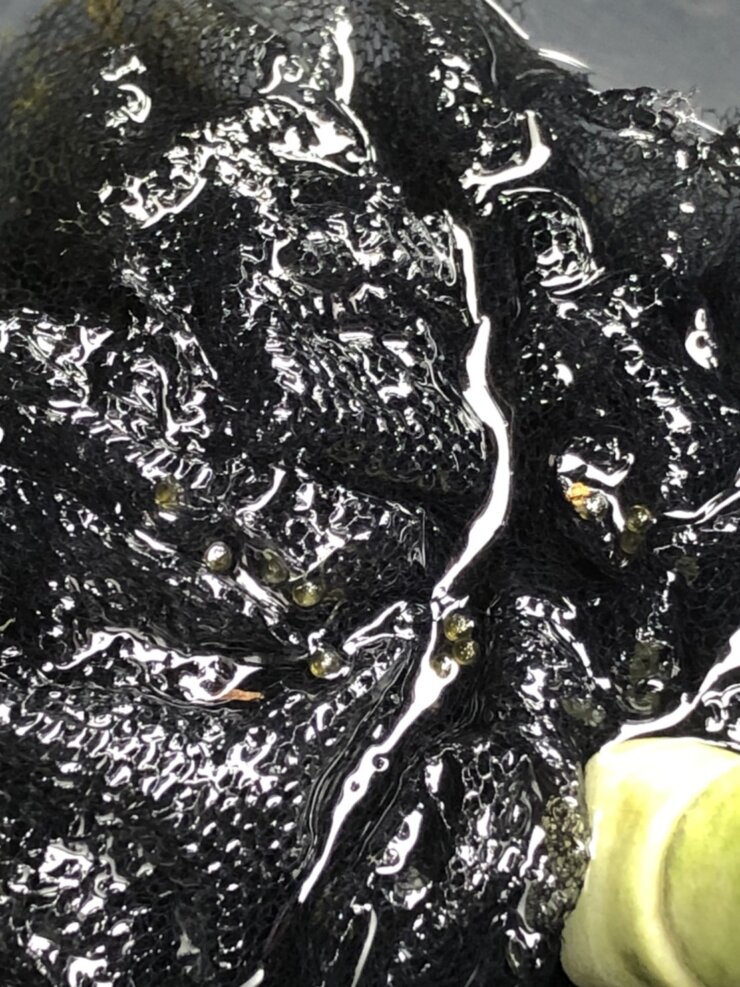 黒ラメ幹之メダカサファイアの産卵床についた卵(2022年6月撮影)