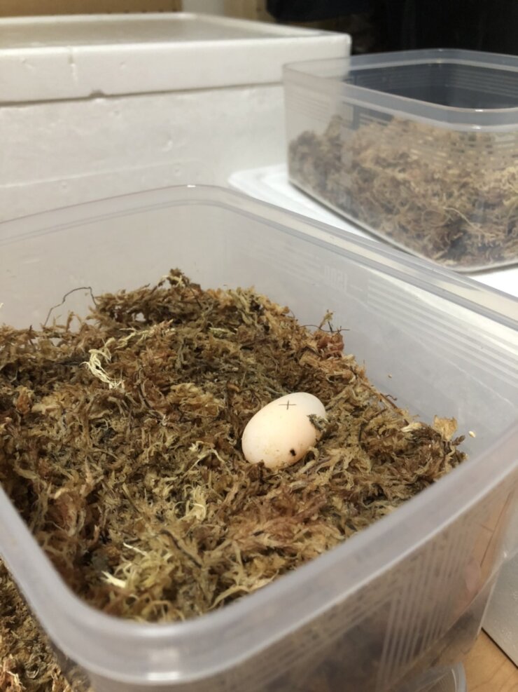 イシガメの卵の保管管理方法