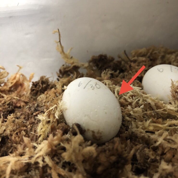 イシガメの卵が孵化する様子