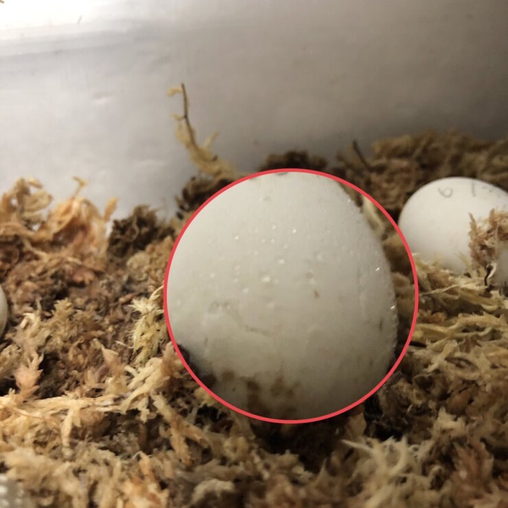 イシガメの卵が孵化する様子