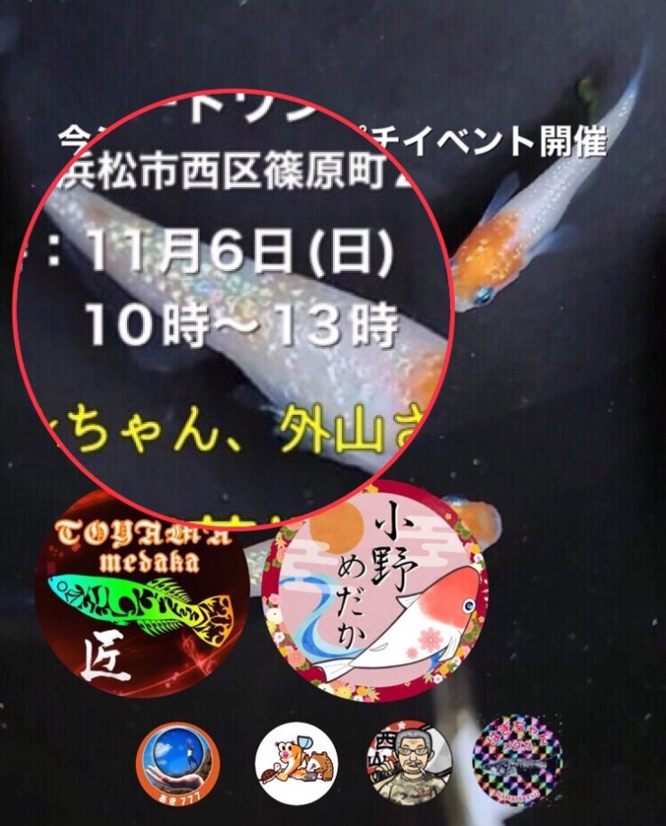 メダカイベントのチラシ