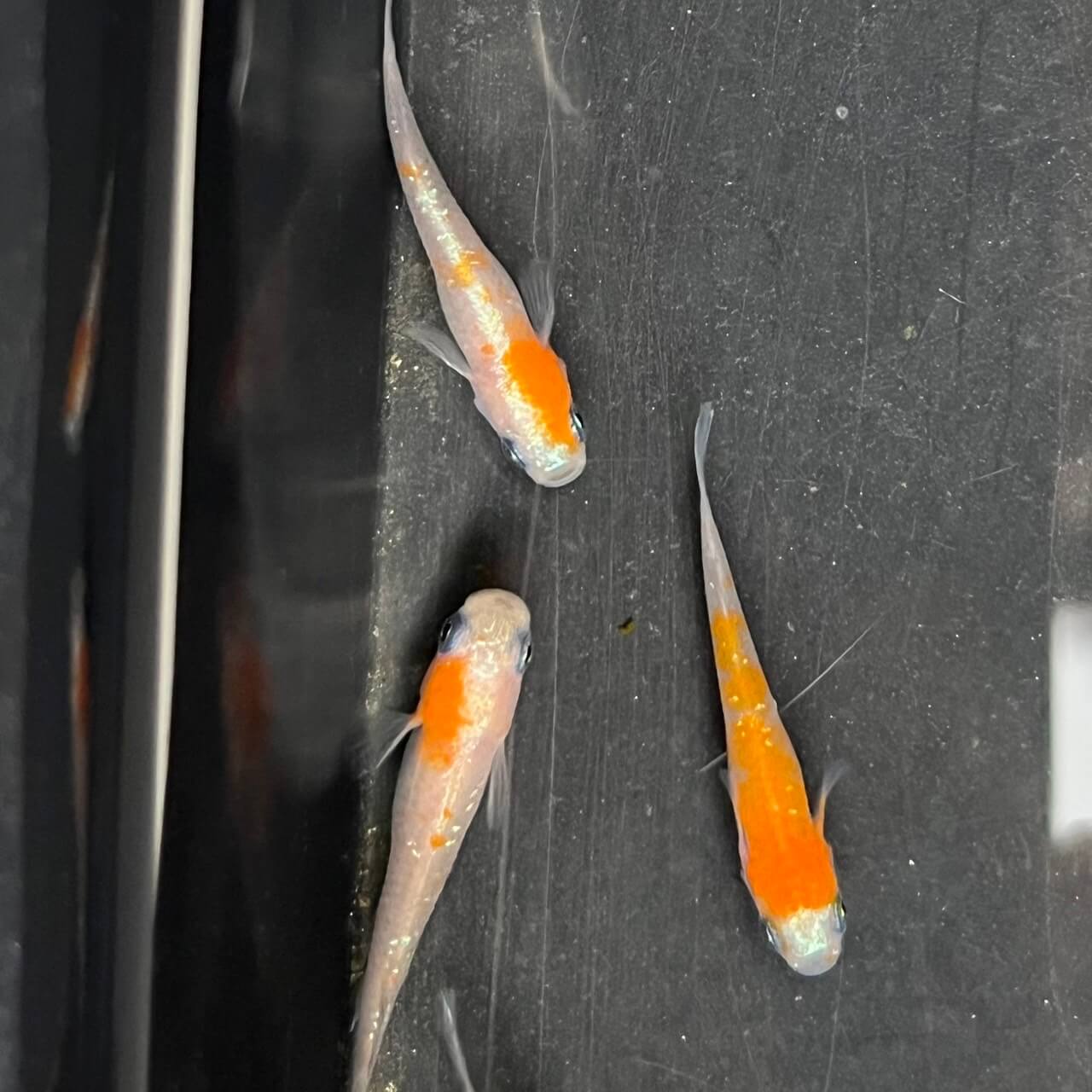 紅白体外光メダカ(2022年11月撮影)