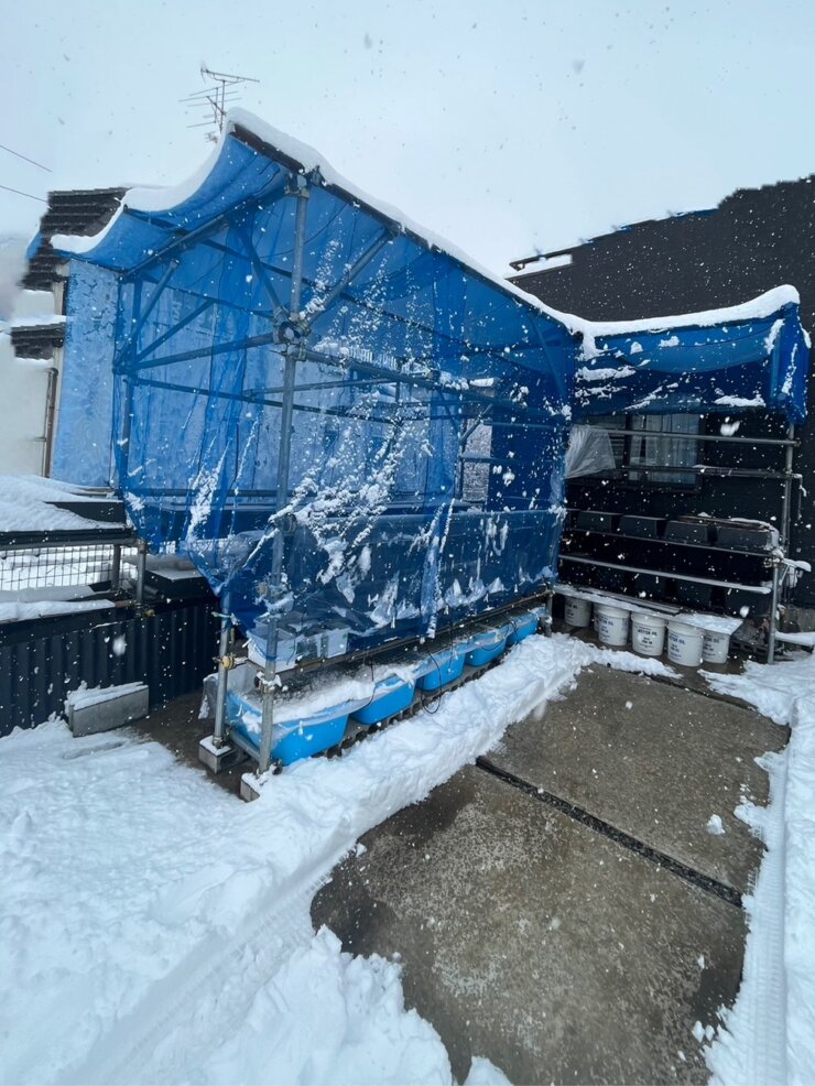 雪が積もる冬のメダカ飼育容器と飼育場