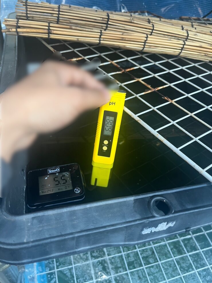 屋外飼育中のメダカの水をph測定器で水質検査する