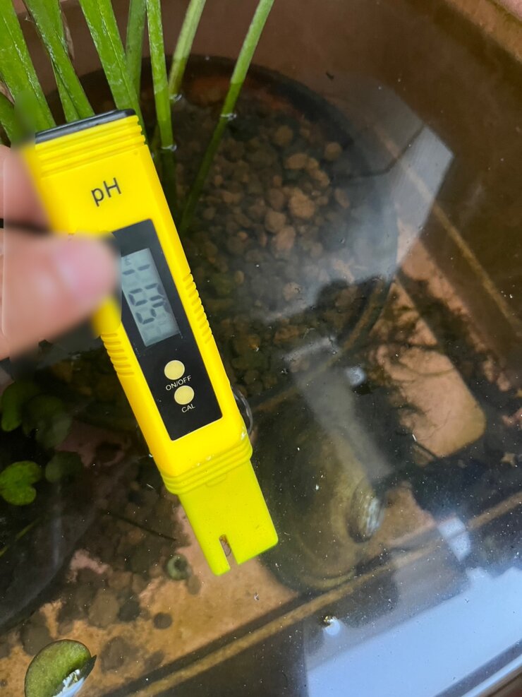 屋外飼育中のメダカの水をph測定器で水質検査する