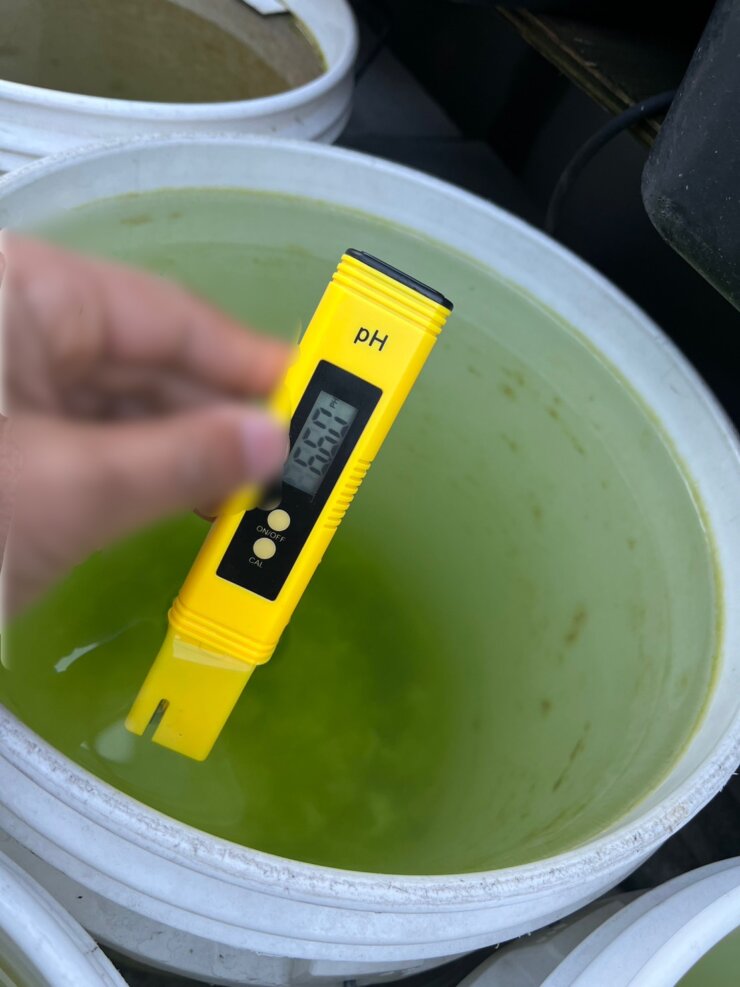 グリーンウォーターをph測定器で水質検査する