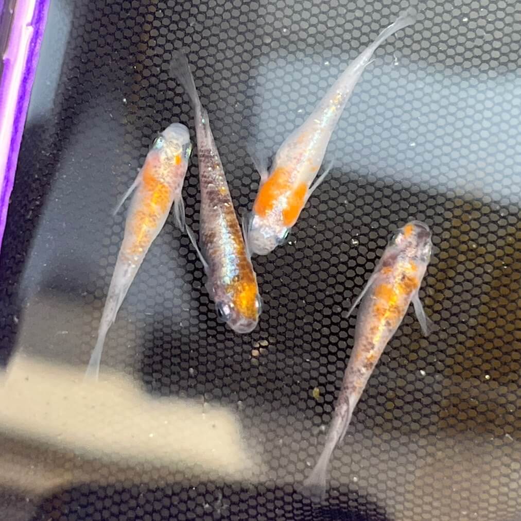 紅灯(三色体外光メダカ)2023年種親メダカ