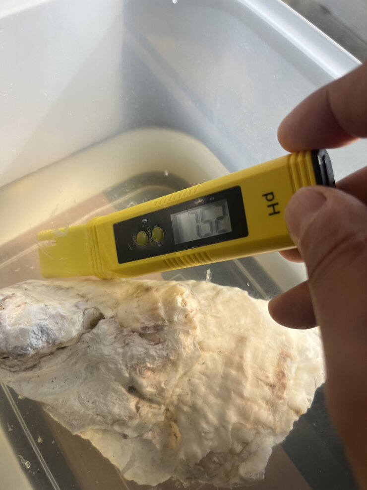酸性の水を牡蠣殻を使ってアルカリ性にする(水質検査)