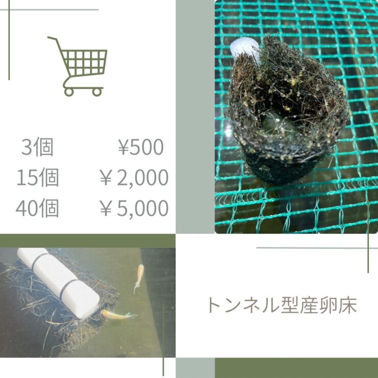 トンネル型のメダカの産卵床