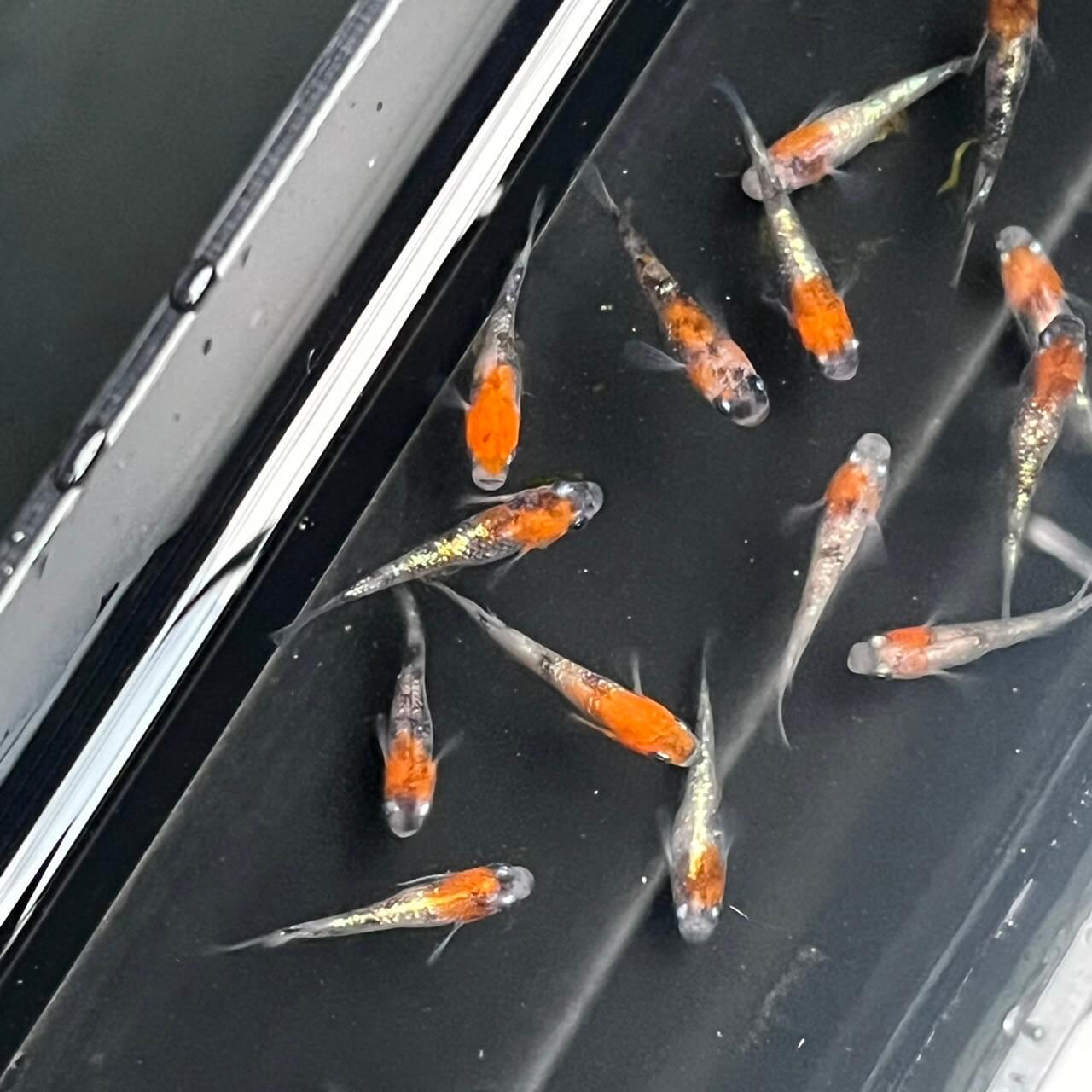 三色ラメ体外光メダカ