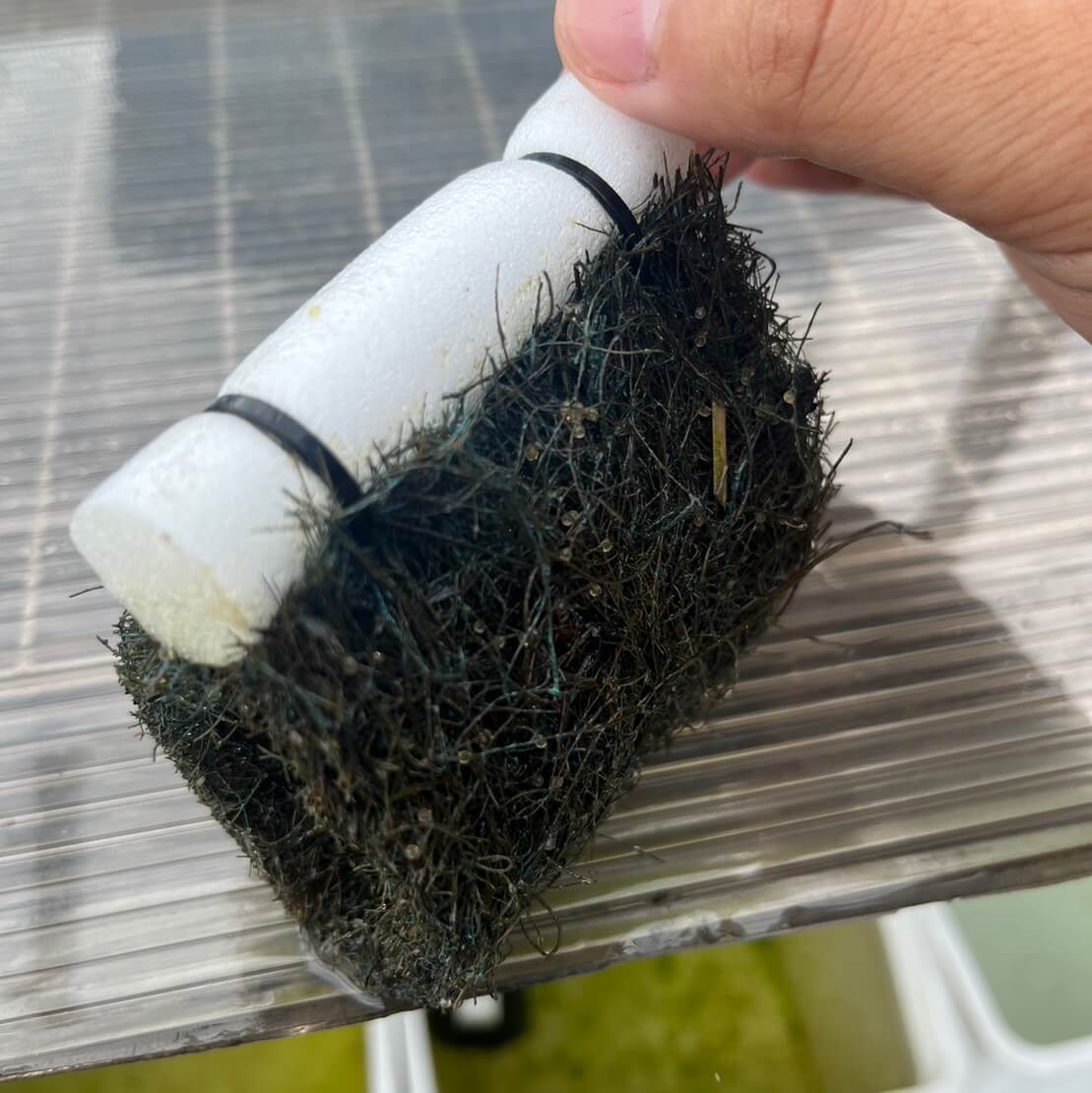 天然ヤシ素材で自作したトンネル型のメダカの産卵床