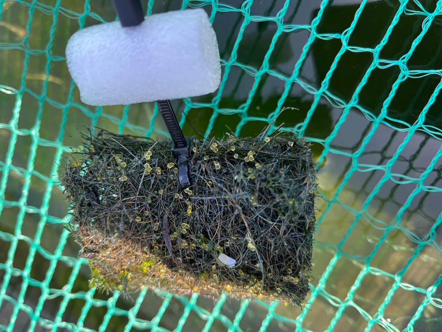 天然ヤシ素材で自作したトンネル型のメダカの産卵床