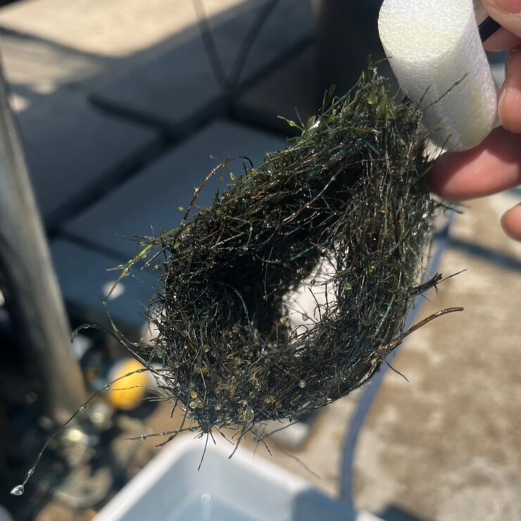 トンネル状のメダカの産卵床(有精卵)
