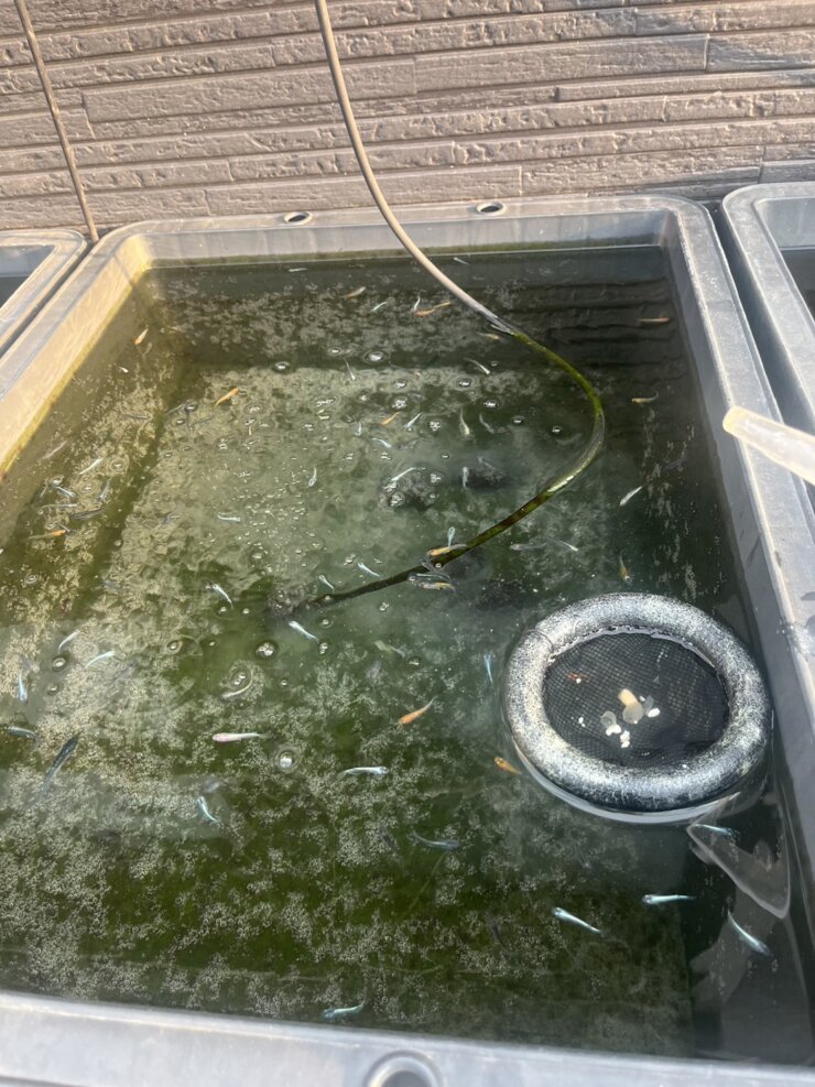 乳酸菌と納豆菌の微生物を使ってメダカの飼育水を綺麗にする実験(2日目)