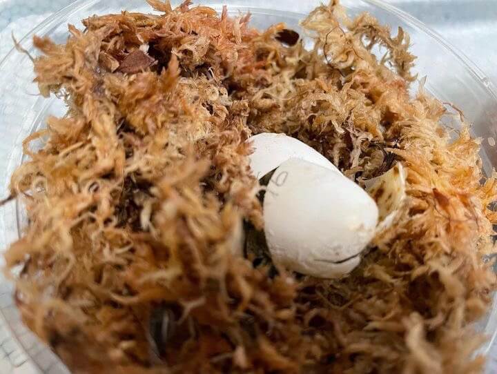 イシガメの卵の孵化