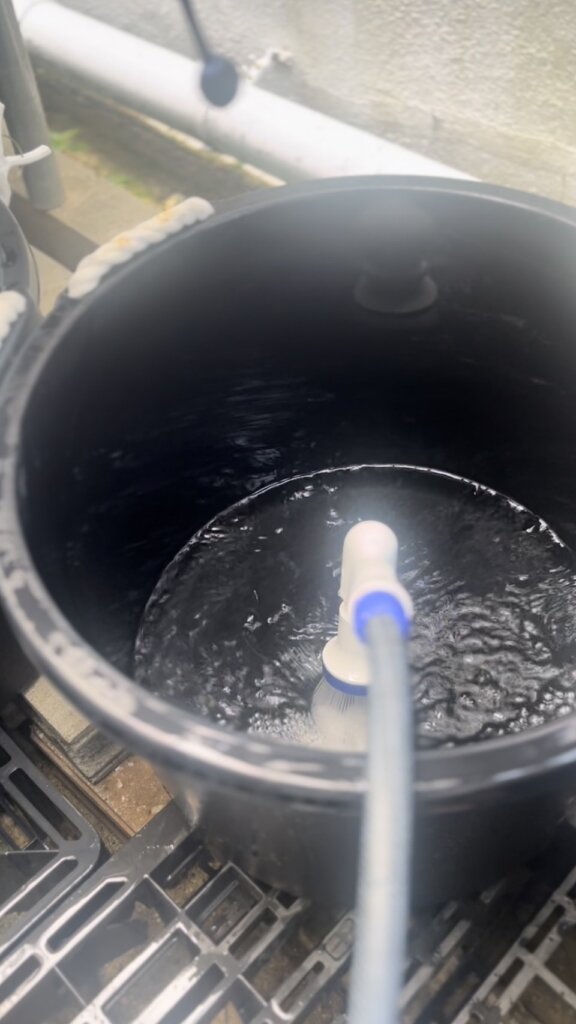 メダカの水換え作業と飼育容器