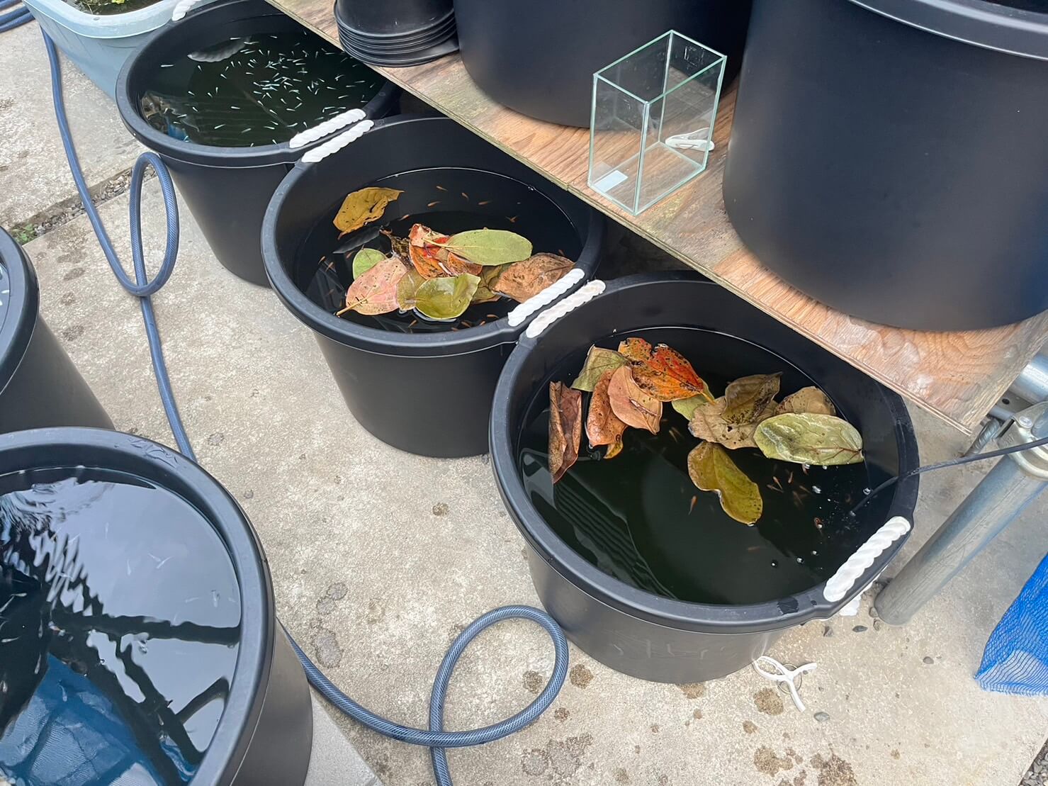 柿の葉っぱ(メダカの冬越し用)とメダカの飼育容器