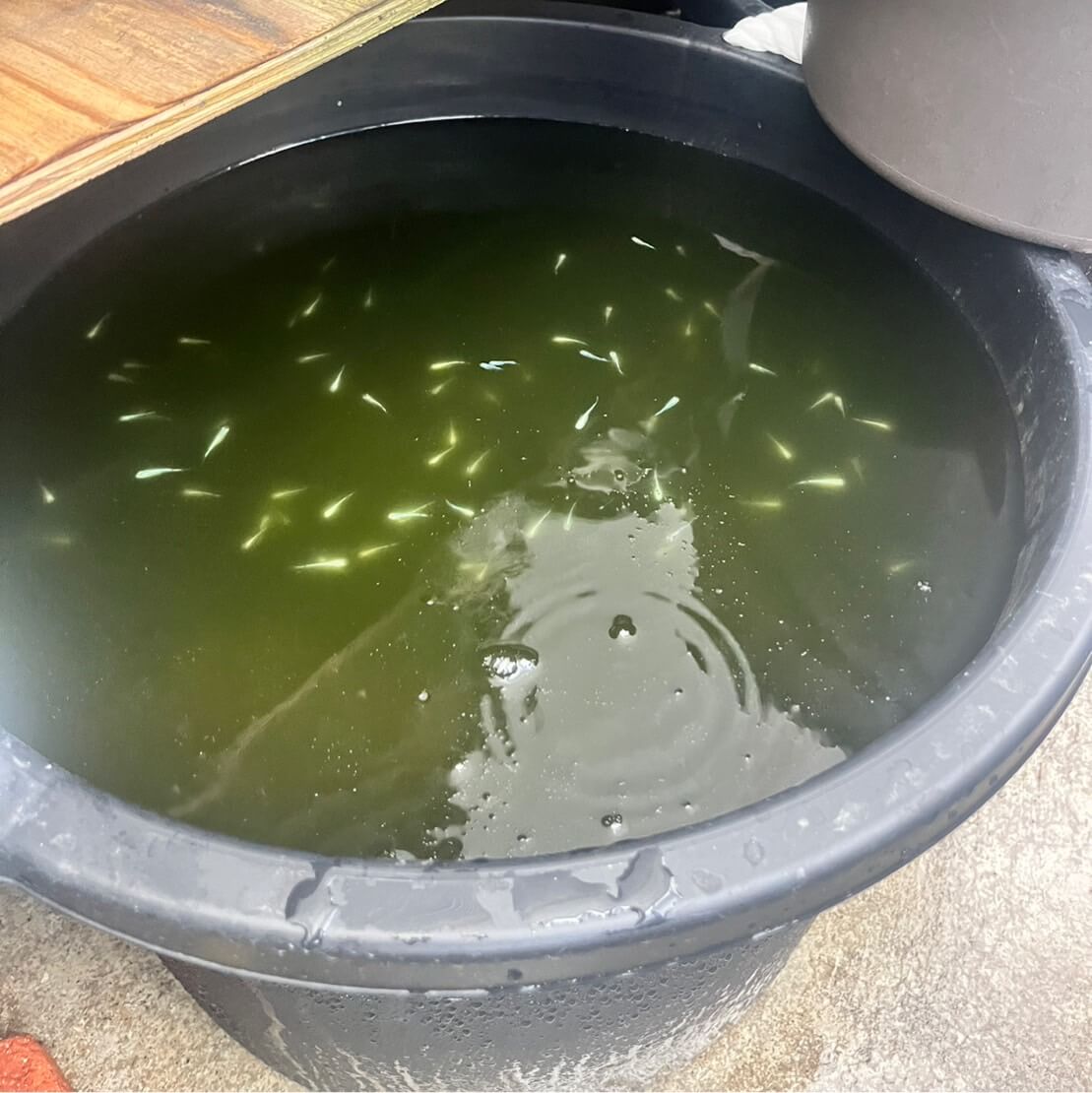 メダカの越冬(バケツ容器)容器内の飼育水