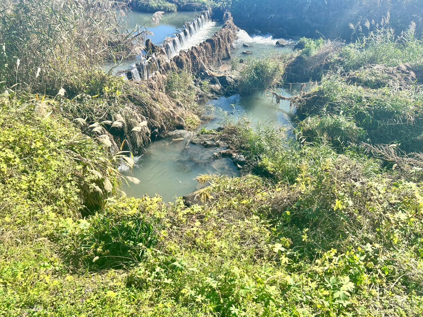 滋賀県の川でイシガメ探し(ガサガサ遊び)