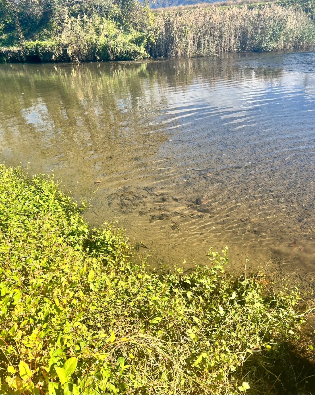 滋賀県の川でイシガメ探し(ガサガサ遊び)