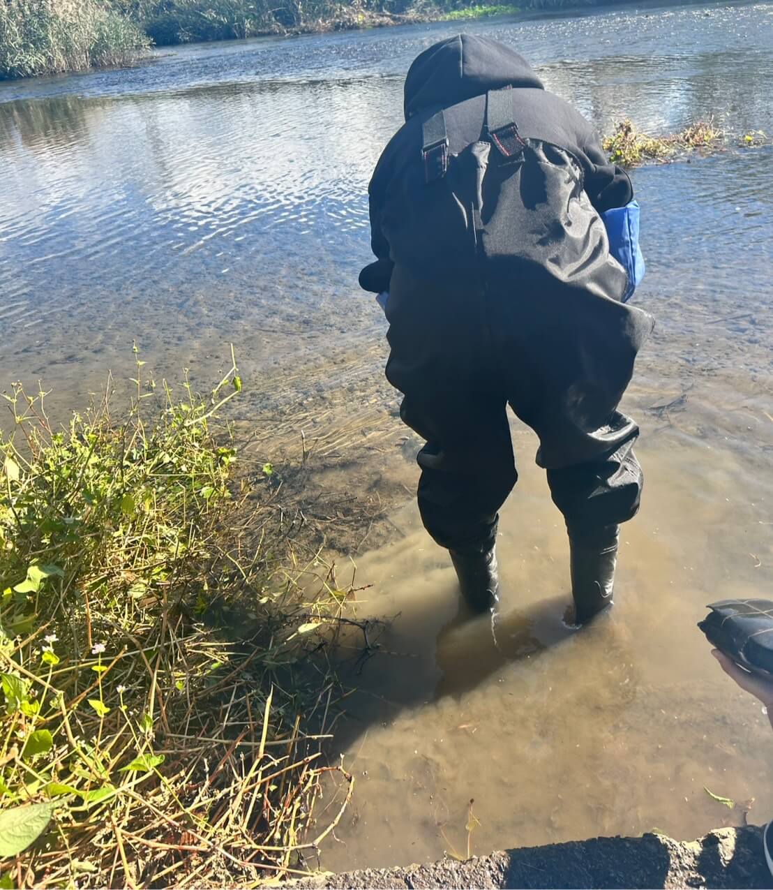 イシガメを川で探す奥様(ガサガサ遊び)