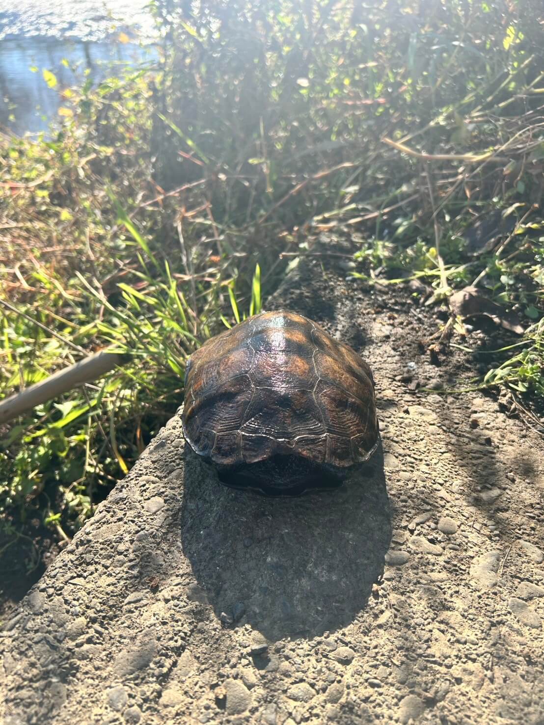 イシガメを川で探す奥様(ガサガサ遊び)