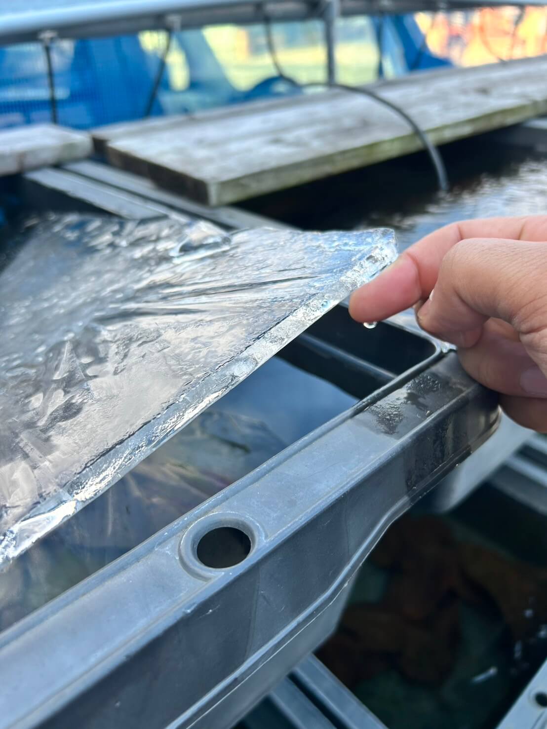 越冬中のメダカと容器内の水が凍った様子