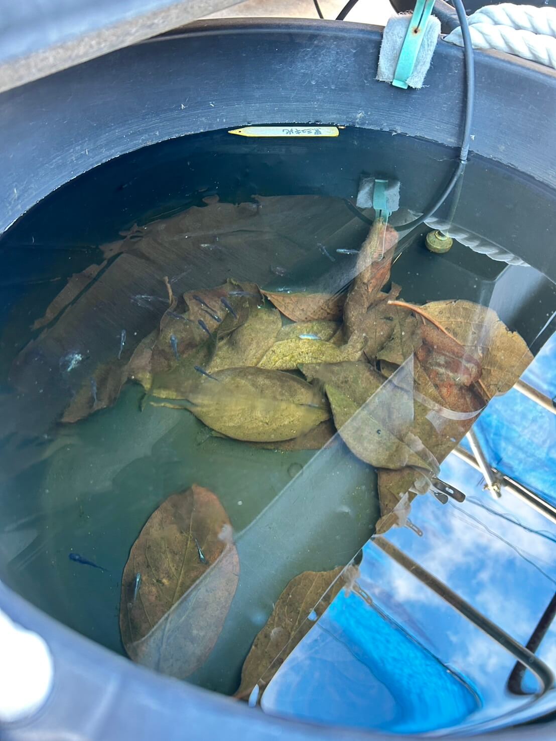 越冬中のメダカと容器内の水が凍った様子