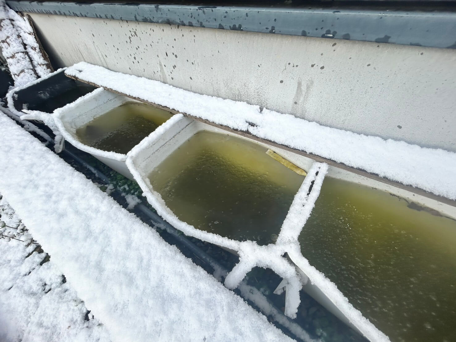 越冬中のメダカと容器内の水が凍った様子